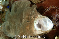 frog fish,gangaa island north sulawesi,nikon d70 60mm macro by Puddu Massimo 